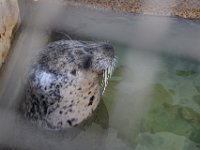 Summer Vacation 2018-149  A Sea Lion in the Seaside Aquarium